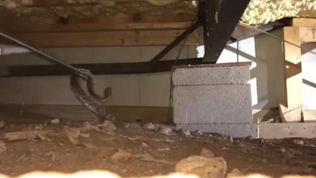 Encuentran 45 serpientes de cascabel viviendo bajo una familia en Abilene, Texas