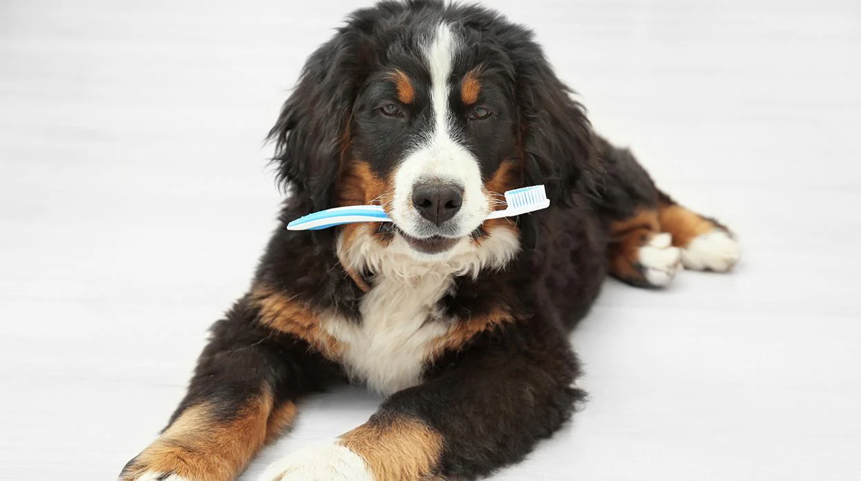 Los perros también necesitan tener una buena higiene bucal