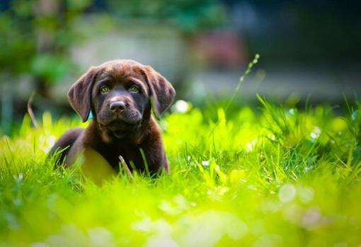 Perros y gatos en verde