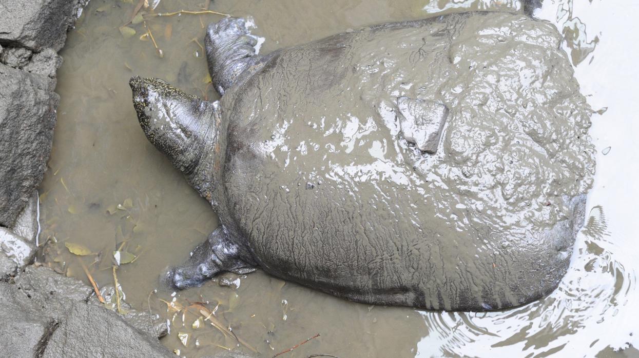 Fotografía realizada el 6 de mayo de 2015 que muestra una tortuga del Yangtsé en el barro