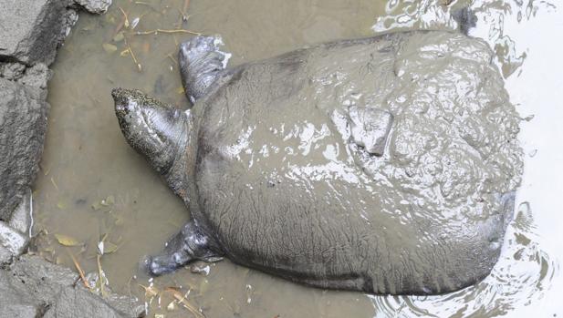 Muere la última hembra conocida de una especie de tortugas en peligro de extinción