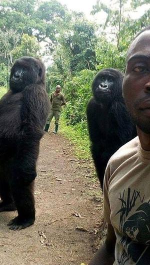 Los gorilas salvajes utilizan el olor para comunicarse