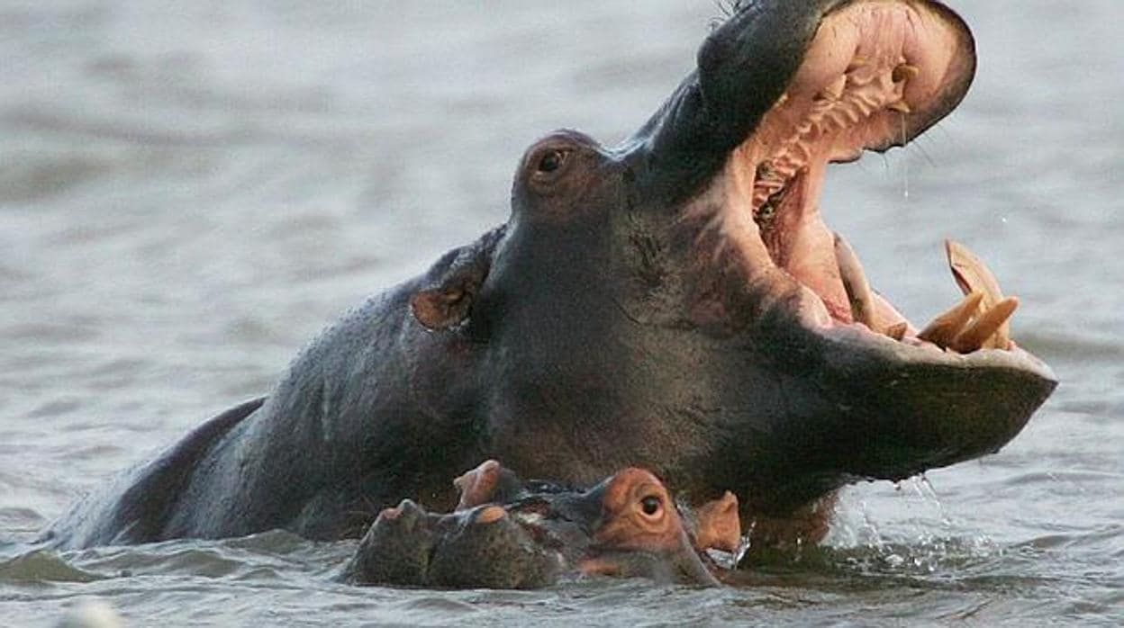 Mueren 28 hipopótamos en un parque natural de Etiopía