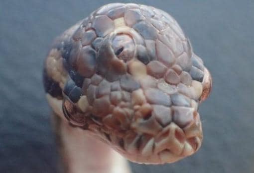El sorprendente hallazgo de una serpiente de tres ojos