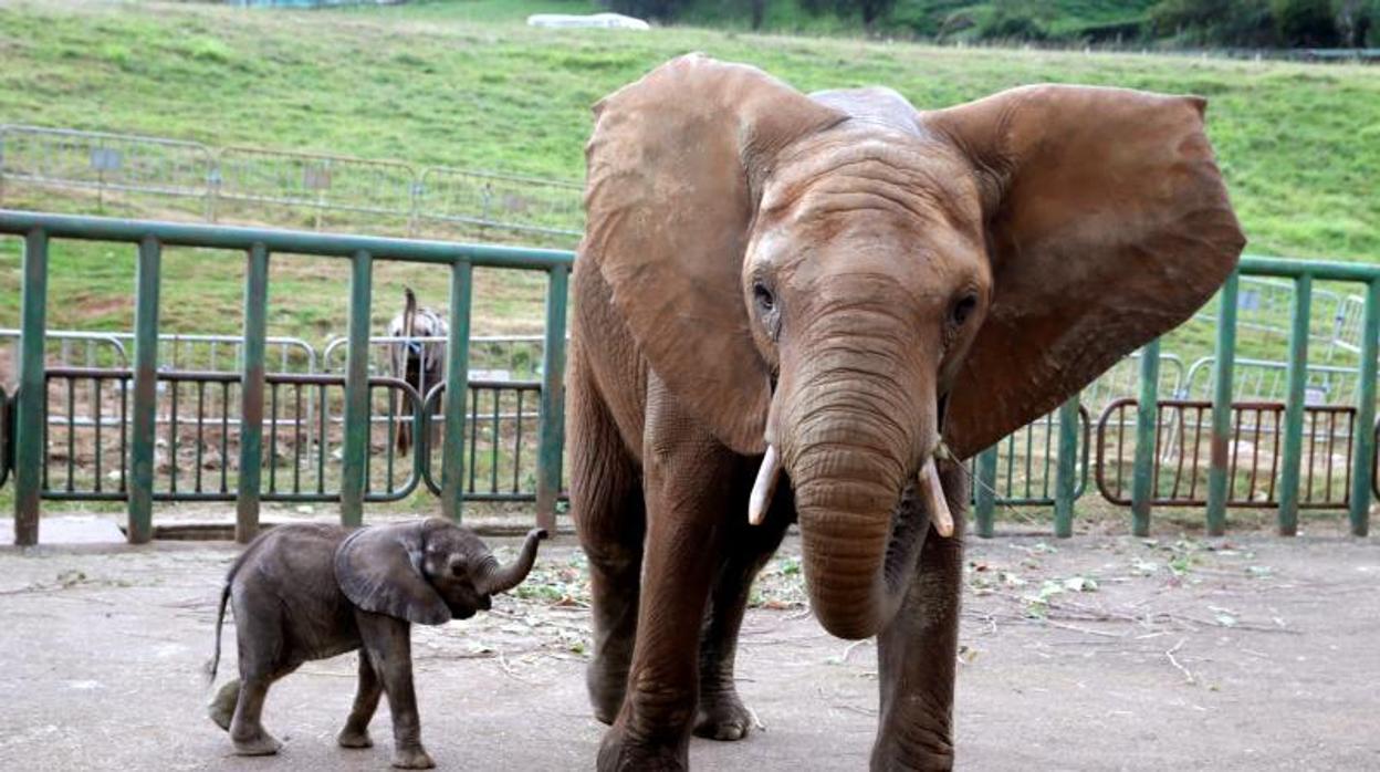 Elefantes en el Parque de la Naturaleza de Cabárceno