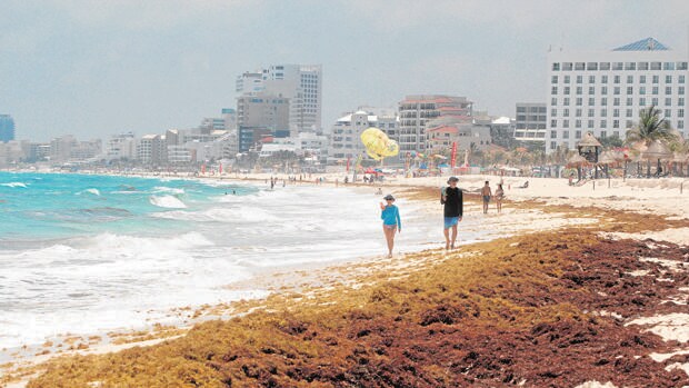 El pestilente «sargazo» amenaza las paradisíacas playas del Caribe mexicano