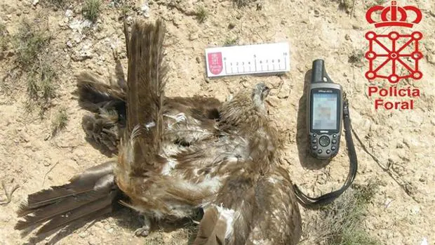 Impuesta la mayor pena de cárcel de España por envenenar aves rapaces