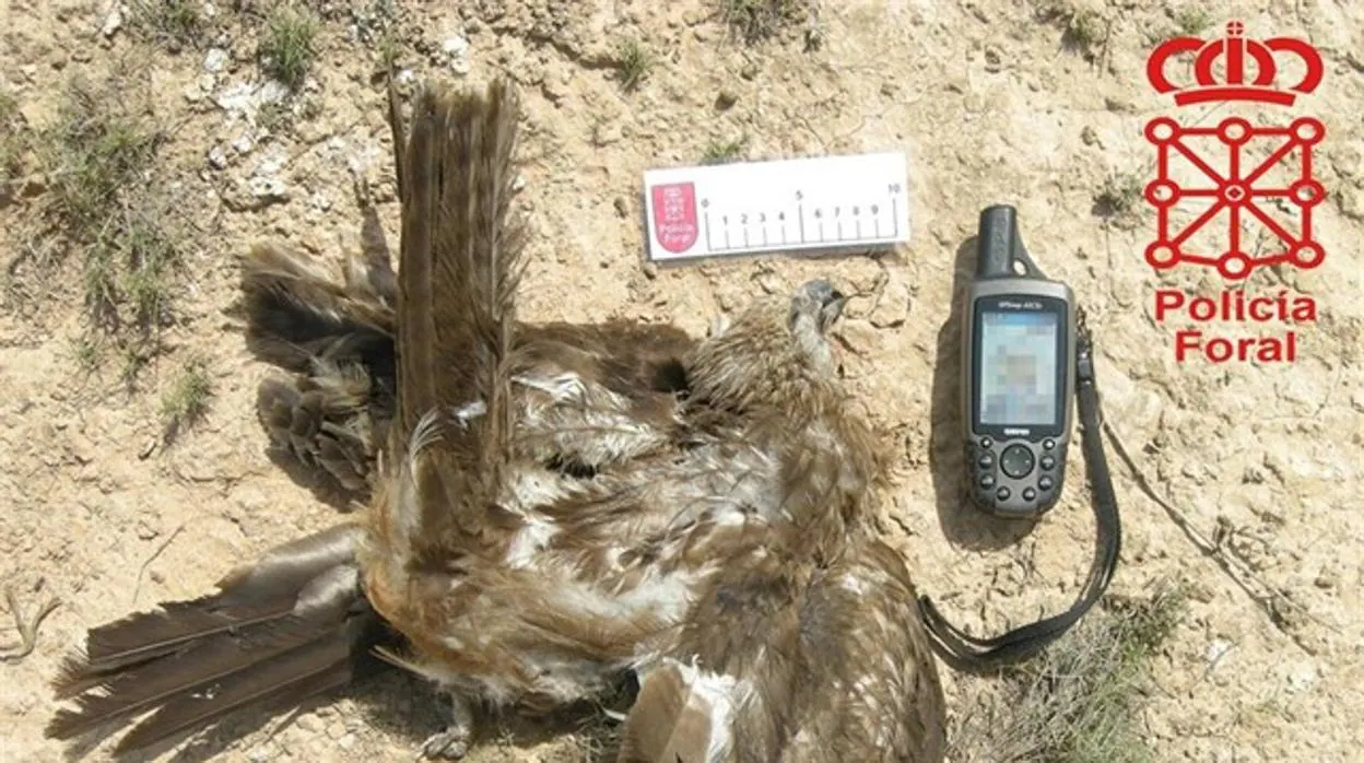 Un ave envenenada que fue encontrada por la Policía Foral.