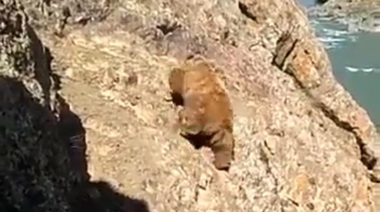 Momento en el que el oso trata de escapar de las piedras