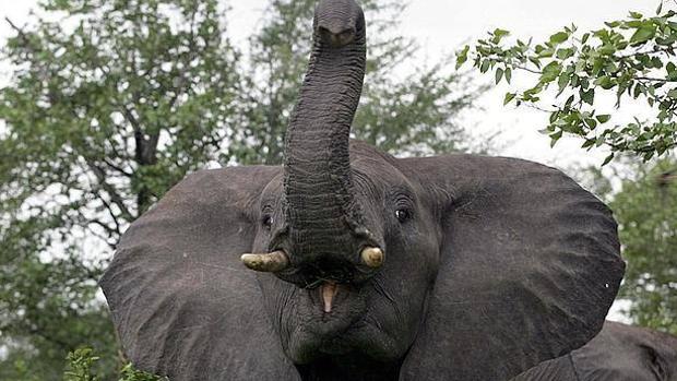 Una madre elefante aplasta a un hombre que la molestó mientras estaba pariendo