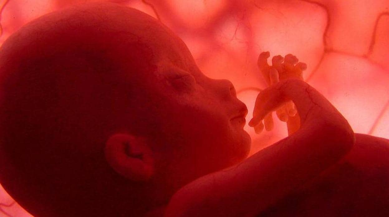 Imagen de un feto en el documental «El vientre materno»