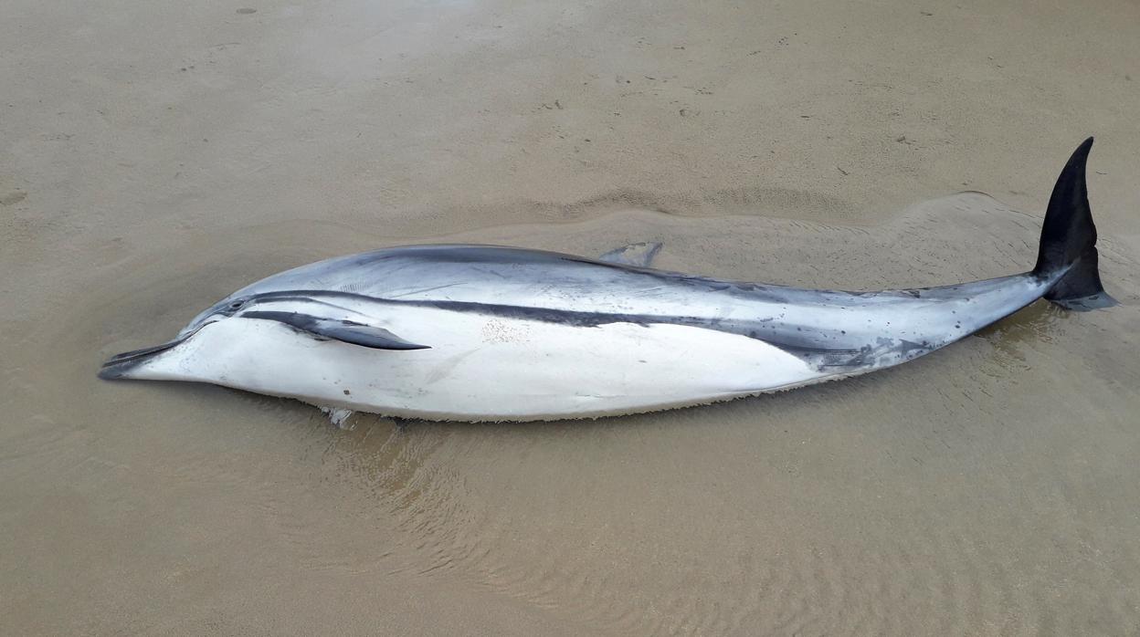 Uno de los catorce delfines listados que han aparecido muertos hace unos días en la playa de Oyambre, en el municipio cántabro de San Vicente de la Barquera