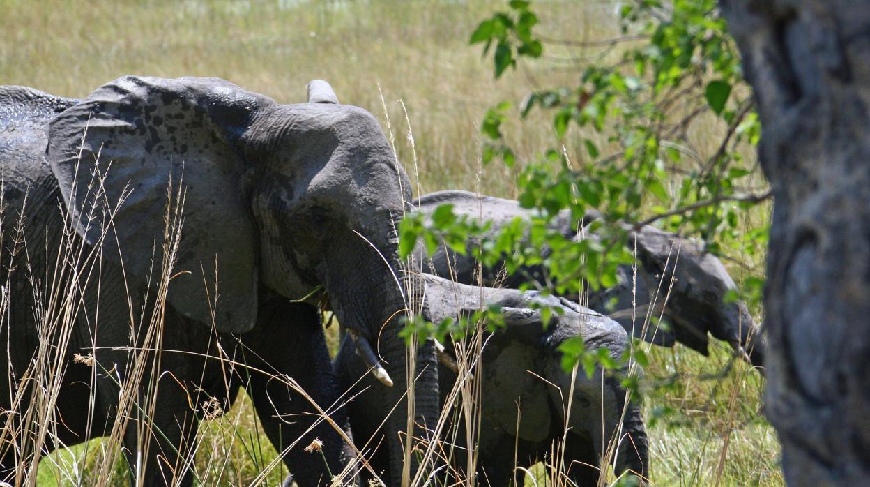 Un grupo de elefantes en el delta Okavango en Botsuana