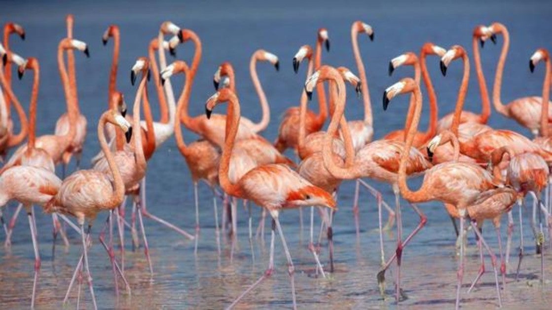 Flamencos en aguas de una reserva de México