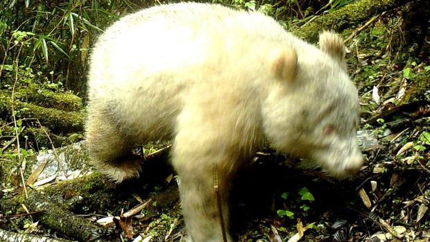 Avistan por primera vez un oso panda albino