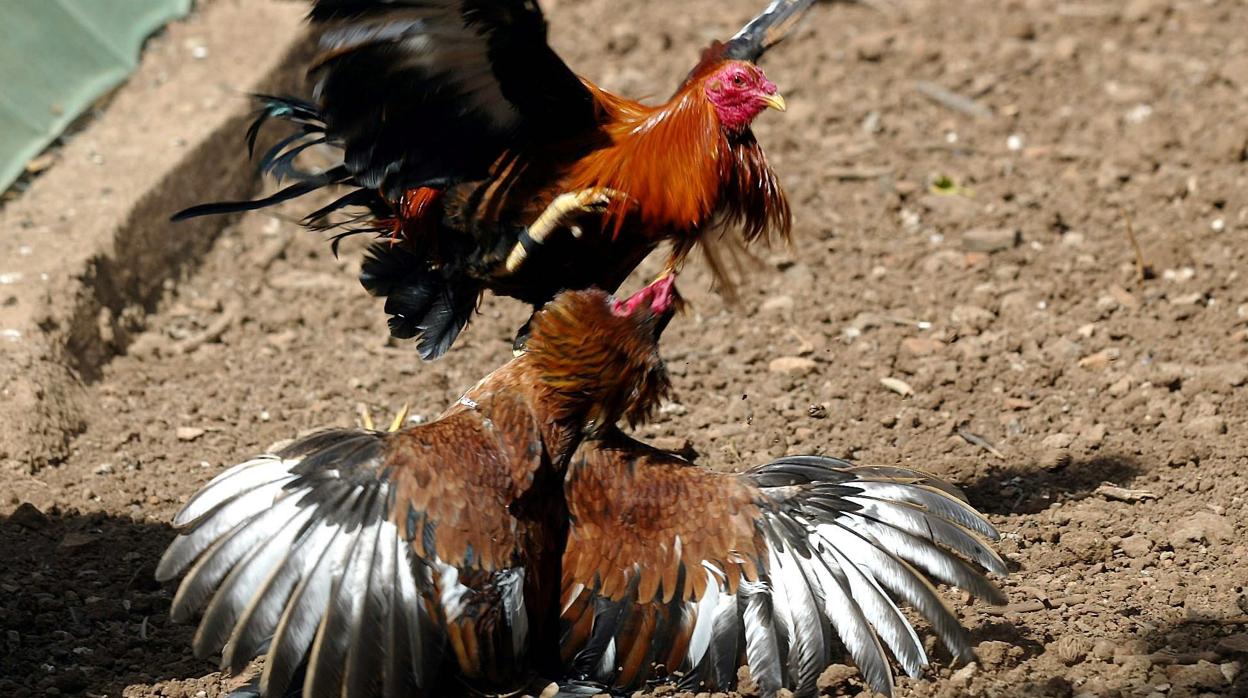 Imagen de archivo de una pelea de gallos