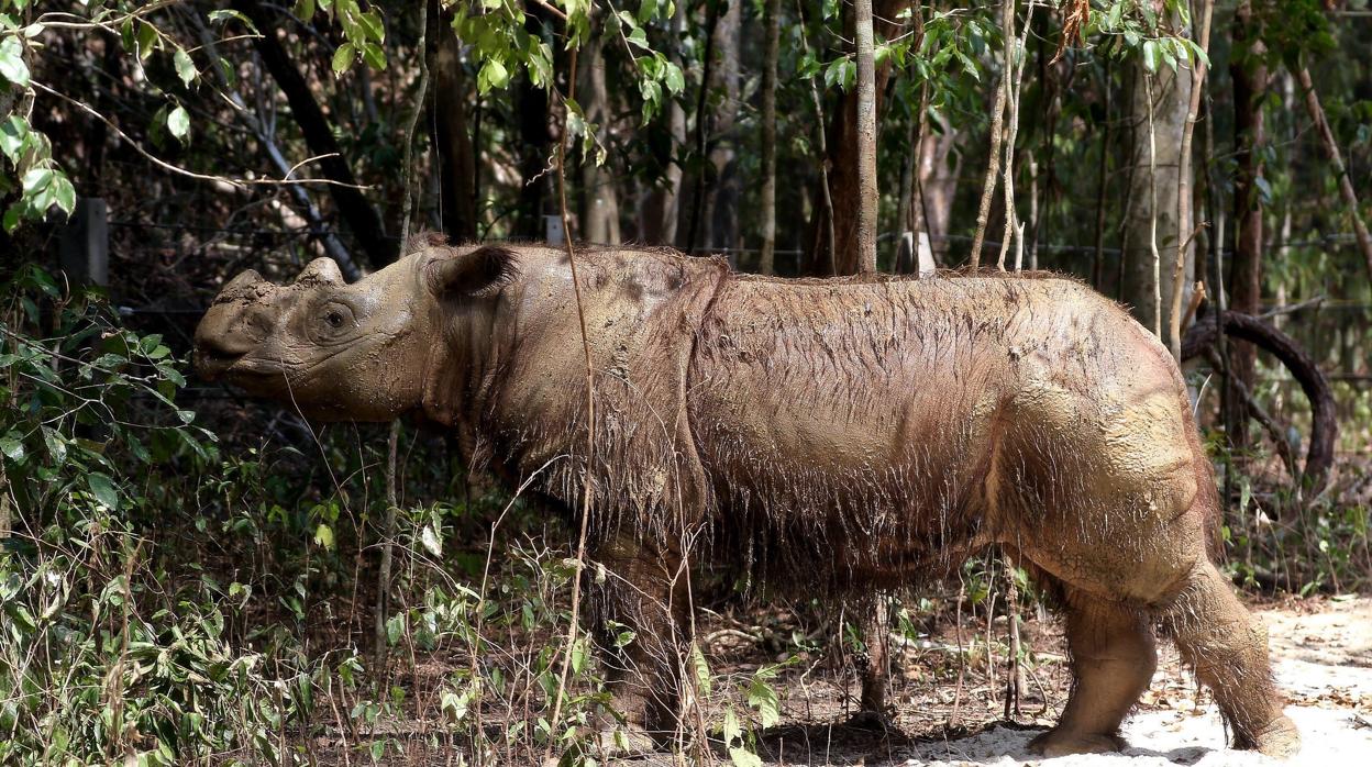 otografía de archivo realizada el 5 de noviembre de 2015 que muestra al rinoceronte de Sumatra «Harapan»