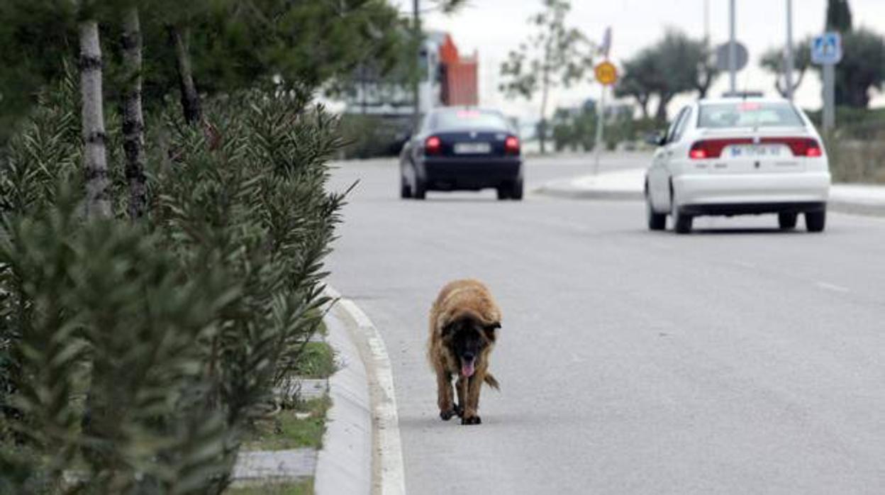 Un perro vagando por la carretera