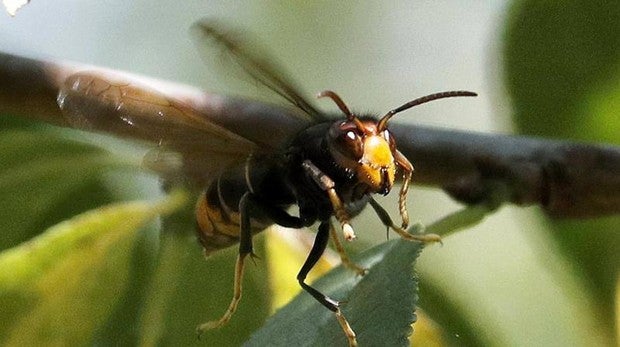 Fallece el hombre de 32 años que fue atacado por una avispa asiática en Asturias