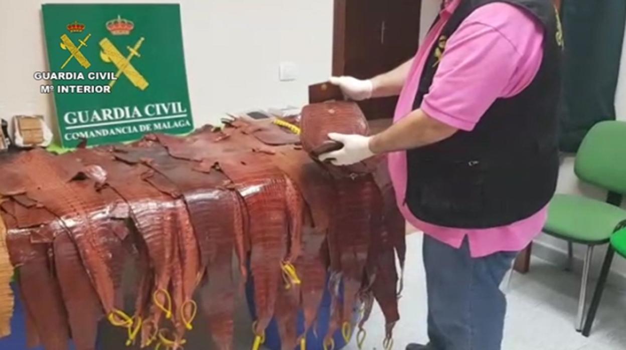 La Guardia Civil ha intervenido 627 reptiles vivos