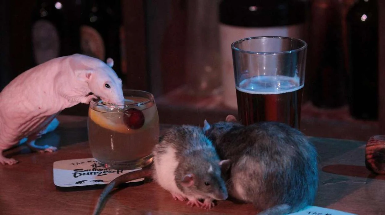 Varias ratas con las bebidas