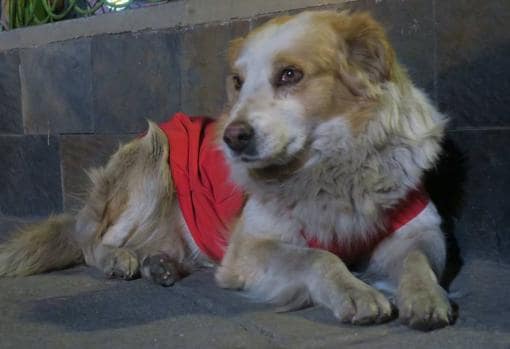 El perro callejero Choco viste una chaqueta obsequiada por la Fundación Abril y Ariel
