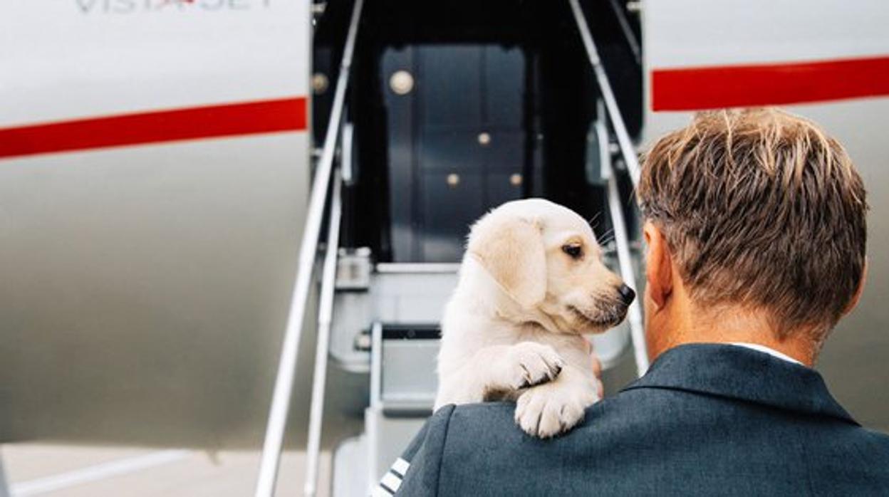 Coche, avión, barco y tren para ir de vacaciones con nuestras mascotas