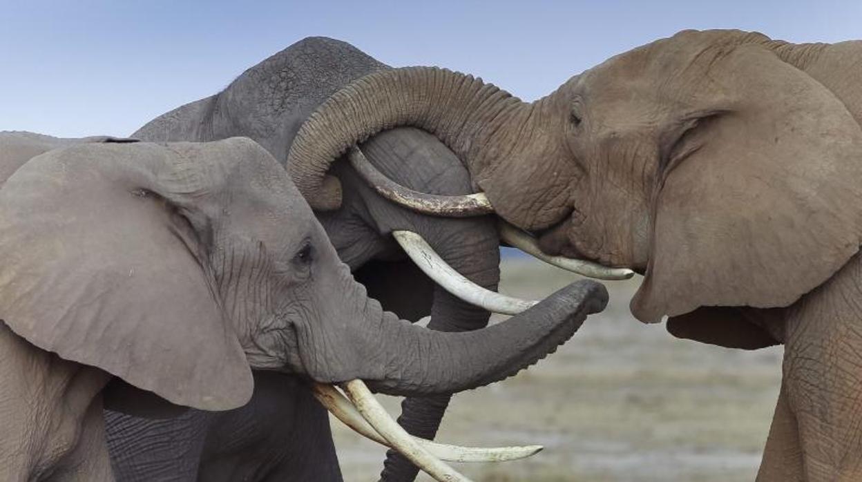 Tres elefantes frotan sus colmillos entre ellos