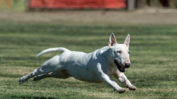 Un juzgado prohíbe tener mascota a un joven después de agredir a su perro