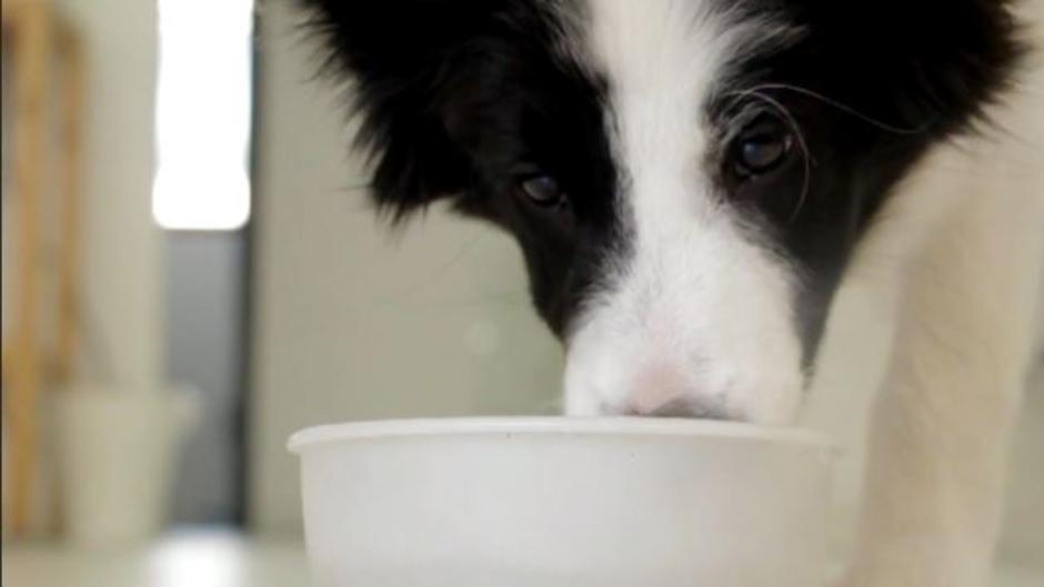 ¿Qué puedo hacer si los ladridos del perro de mi vecino son insoportables?