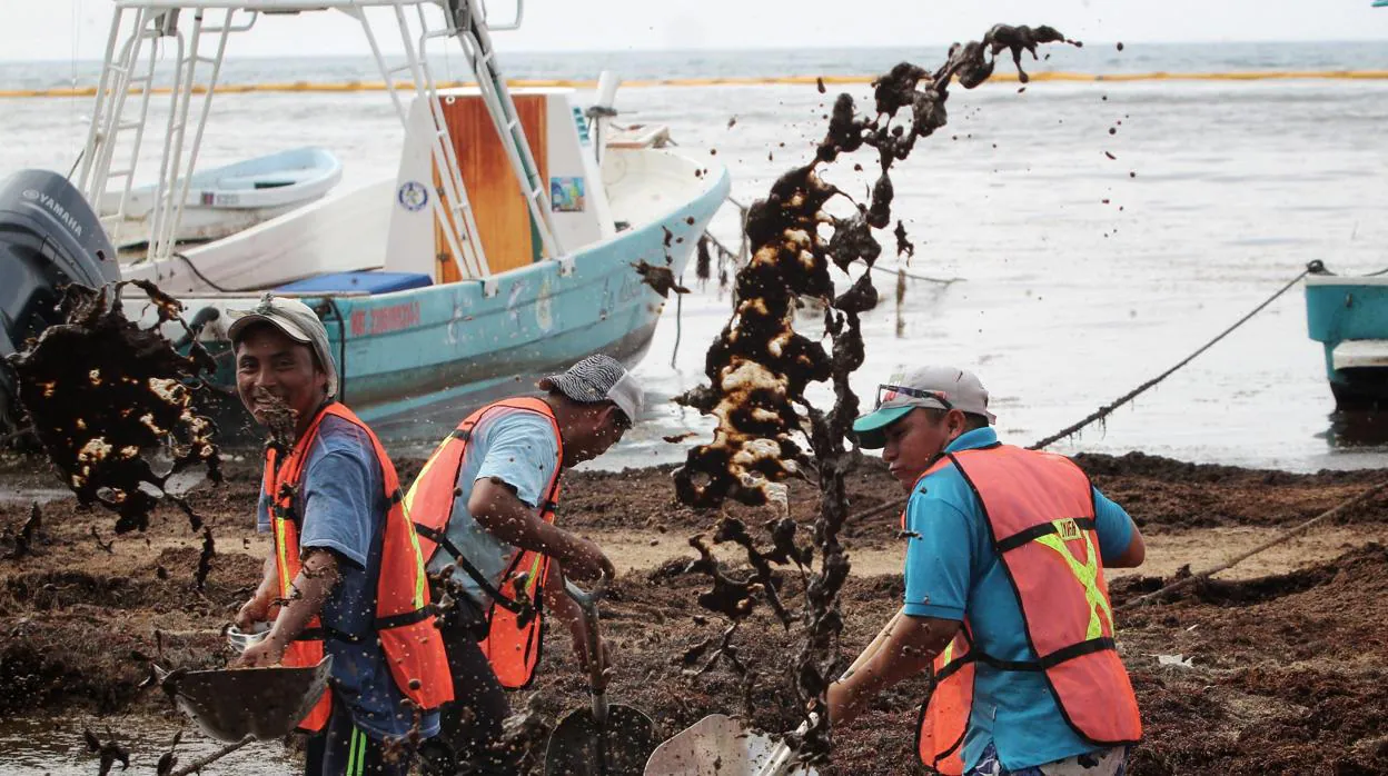 Limpieza del sargazo en las playas de México