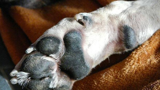 Un perro a la espera de ser atendido por una farmacéutica