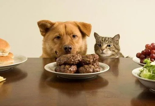 Un perro y un gato mirando hamburguesas sobre una mesa