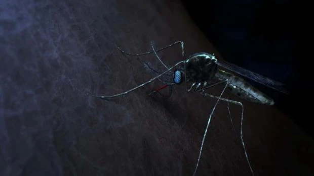 Burkina Faso lucha contra la malaria con mosquitos transgénicos