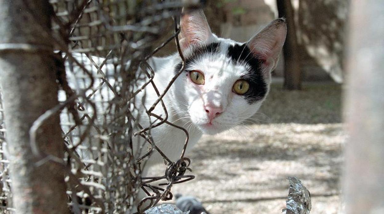 Seis meses de cárcel para una pareja de Tomiño por ahorcar un gato