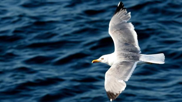 Las gaviotas australianas podrían infectar a los seres humanos