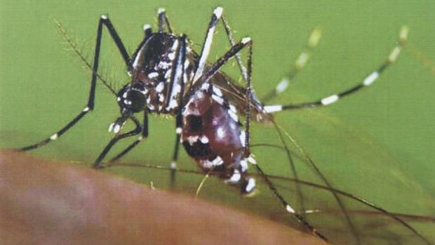 Filipinas declara alerta nacional por el brote de dengue tras 456 muertes