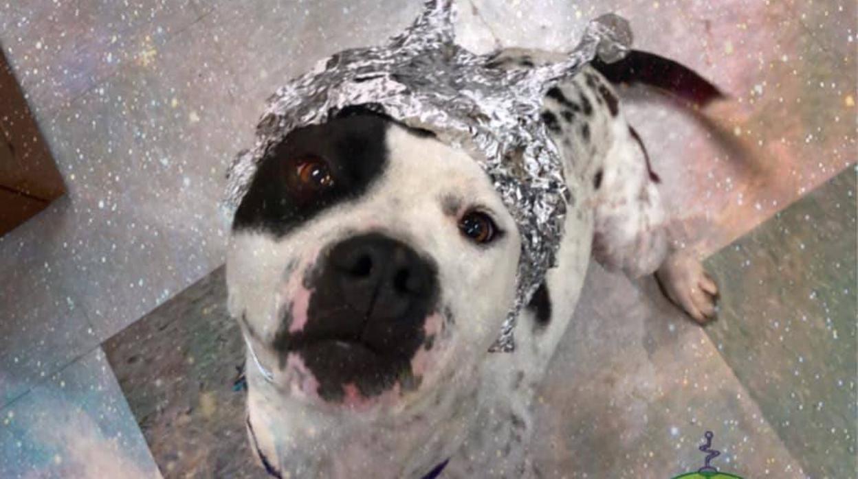 Imagen de uno de los perros ataviado con un sombrero