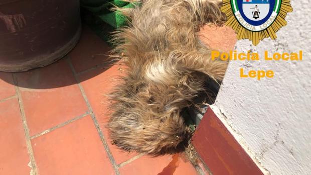 Condenada a seis meses de prisión por dejar morir a su perro en la azotea