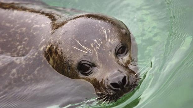 Suecia planea restablecer la caza de focas