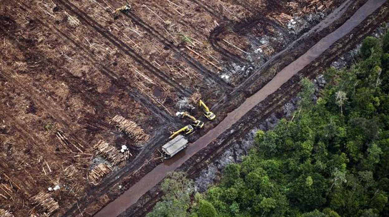 Tala masiva de árboles en Indonesia