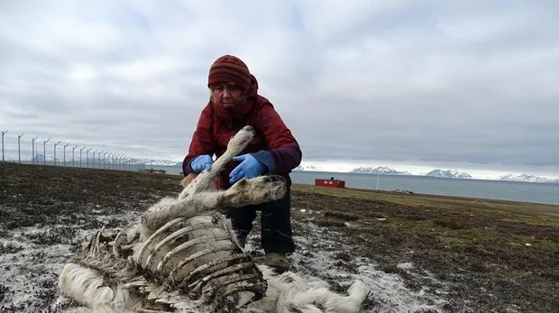 Encuentran centenares de renos muertos en un archipiélago del Ártico por una insólita lluvia