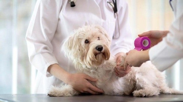 El verano puede pasar factura a nuestras mascotas