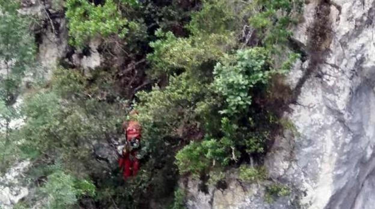 Un joven de 23 años pasa tres horas colgado de un árbol tras caer desde 30 metros en la ruta del Cares