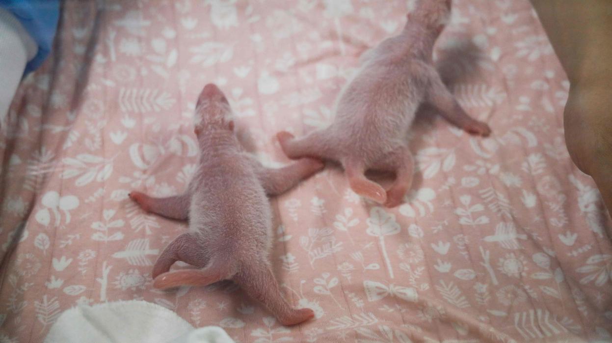 Dos nuevos bebés pandas gigantes han nacido en el zoológico de Pairi Daiza de Cambron