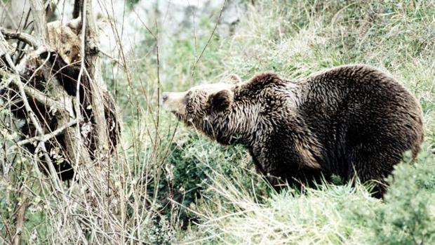 Un canadiense consigue sobrevivir al ataque de un oso pardo apuñalándolo con una navaja de bolsillo