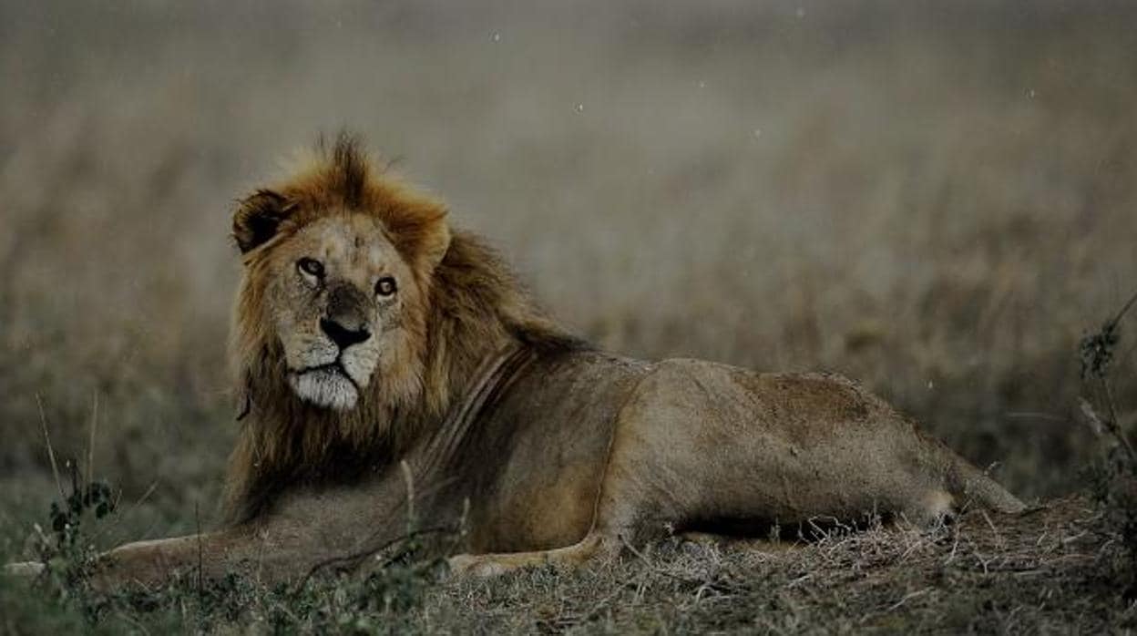 Imagen de archivo de un león en su hábitat