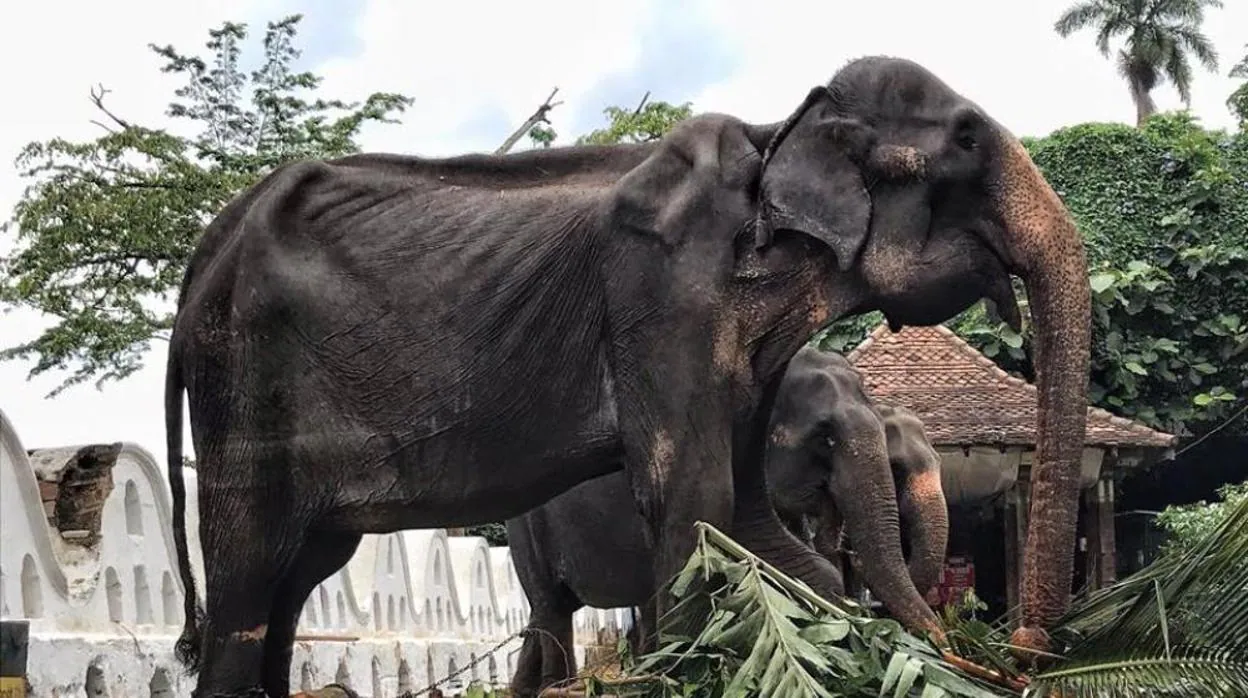 “Tikiri” es una de los 60 elefantes que se encuentran sometidos a desfilar en las fiestas de Esala Parahera