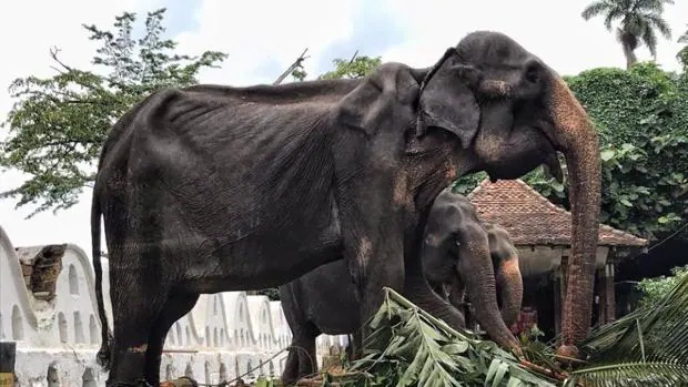 Las fuertes imágenes de un elefante de 70 años explotado en un festival de Sri Lanka