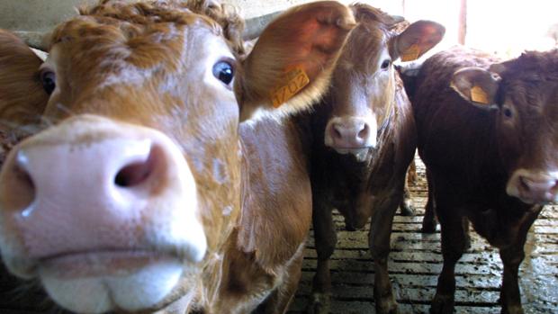 Andalucía permite alimentar al ganado ecológico con pienso convencional